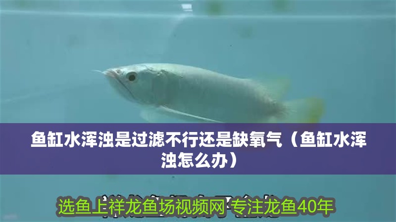 魚缸水渾濁是過濾不行還是缺氧氣（魚缸水渾濁怎么辦）