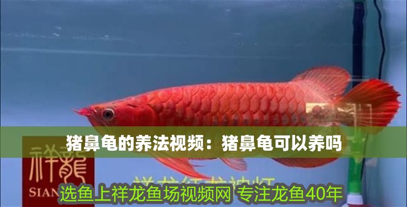 豬鼻龜?shù)酿B(yǎng)法視頻：豬鼻龜可以養(yǎng)嗎
