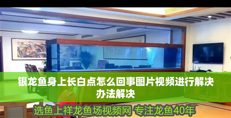 銀龍魚身上長白點怎么回事圖片視頻進行解決辦法解決
