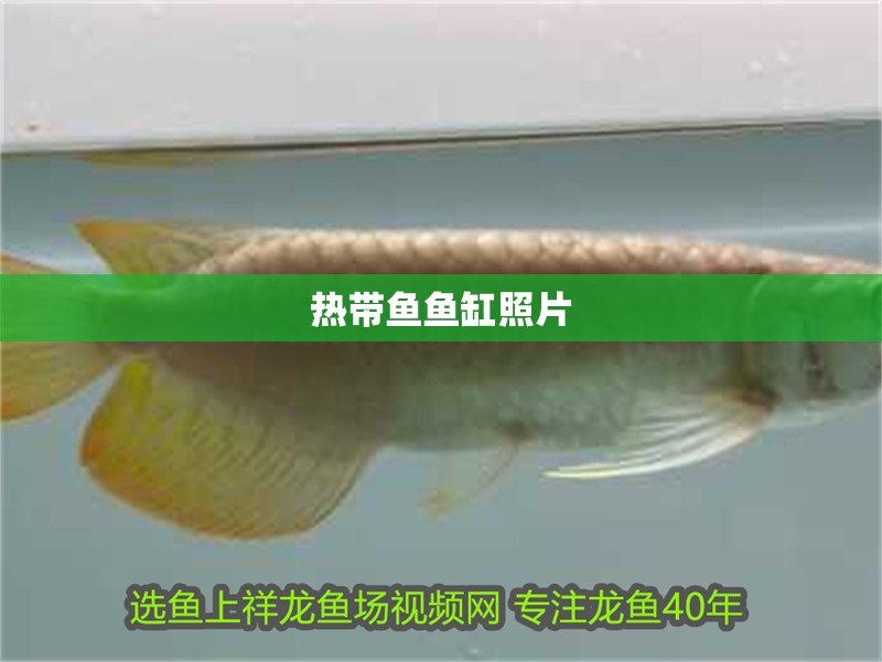 熱帶魚魚缸照片