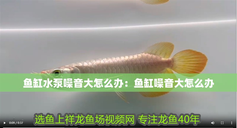 魚缸水泵噪音大怎么辦：魚缸噪音大怎么辦