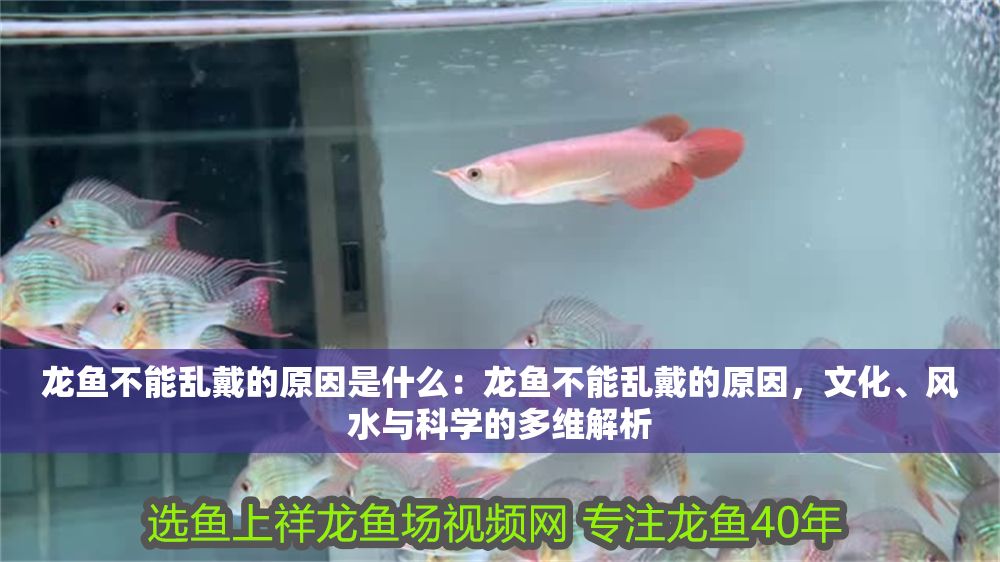 龍魚不能亂戴的原因是什么：龍魚不能亂戴的原因，文化、風水與科學的多維解析