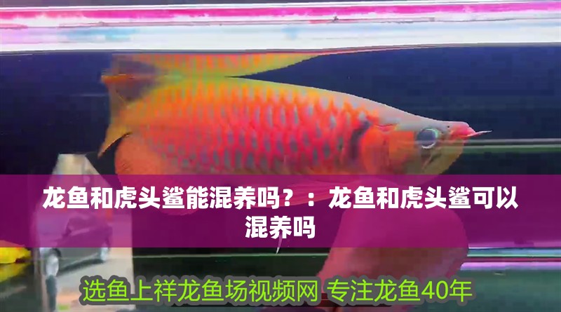 龍魚和虎頭鯊能混養嗎？：龍魚和虎頭鯊可以混養嗎