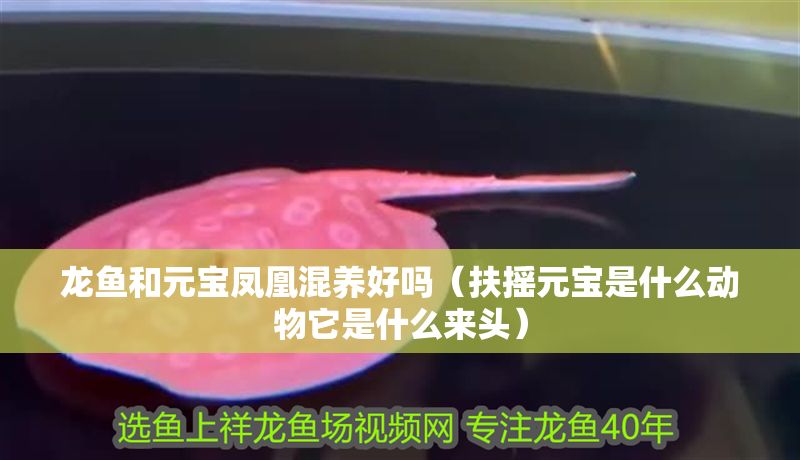 龍魚和元寶鳳凰混養好嗎（扶搖元寶是什么動物它是什么來頭）