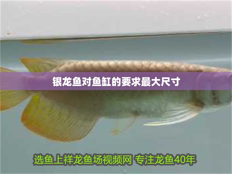 銀龍魚對魚缸的要求最大尺寸