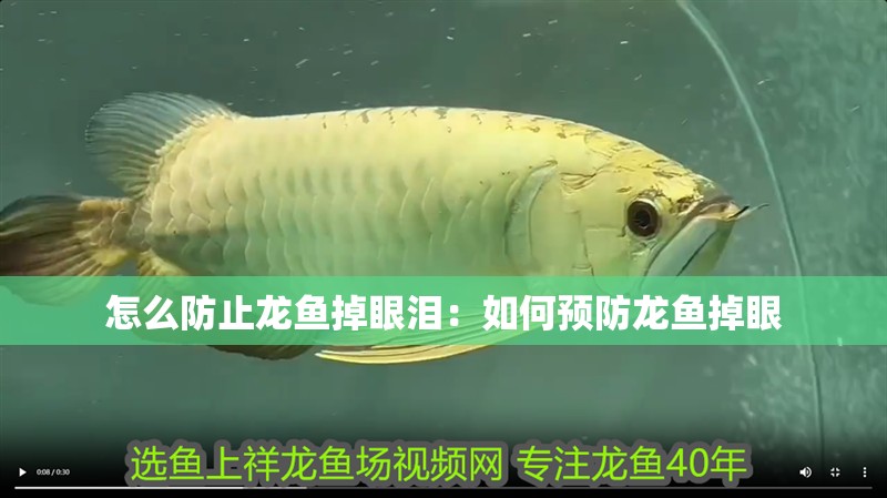 怎么防止龍魚掉眼淚：如何預(yù)防龍魚掉眼