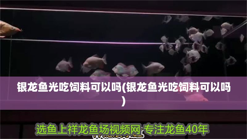 銀龍魚光吃飼料可以嗎(銀龍魚光吃飼料可以嗎)