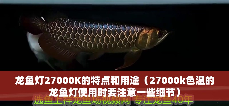 龍魚燈27000K的特點和用途（27000k色溫的龍魚燈使用時要注意一些細節） 龍魚燈27000K的特點和用途（27000k色溫的龍魚燈使用時要注意一些細節） 龍魚百科