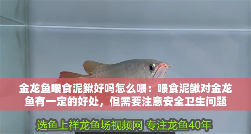 金龍魚喂食泥鰍好嗎怎么喂：喂食泥鰍對金龍魚有一定的好處，但需要注意安全衛生問題