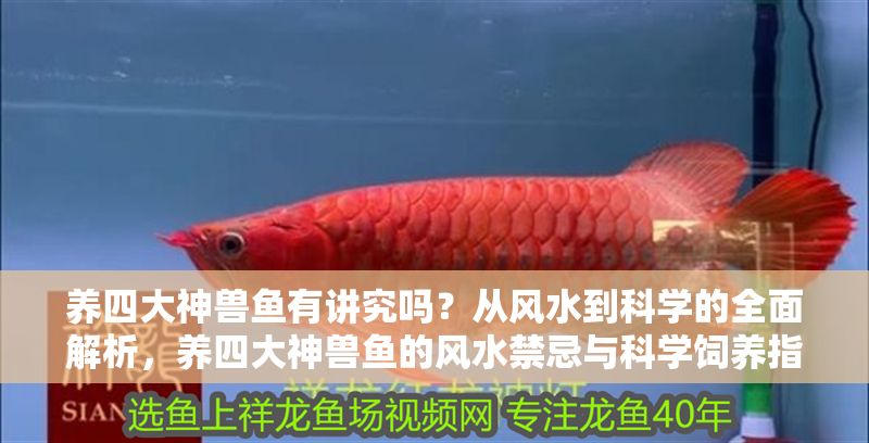 養(yǎng)四大神獸魚有講究嗎？從風(fēng)水到科學(xué)的全面解析，養(yǎng)四大神獸魚的風(fēng)水禁忌與科學(xué)飼養(yǎng)指南