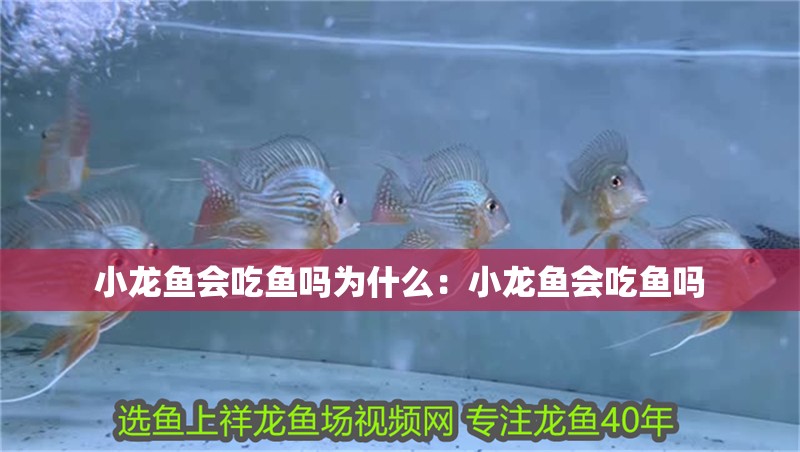 小龍魚會吃魚嗎為什么：小龍魚會吃魚嗎