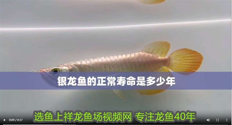 銀龍魚的正常壽命是多少年 銀龍魚的正常壽命是多少年 銀龍魚百科