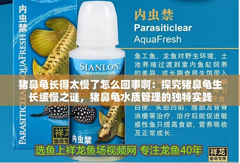 豬鼻龜長得太慢了怎么回事啊：探究豬鼻龜生長緩慢之謎，豬鼻龜水質管理的獨特實踐