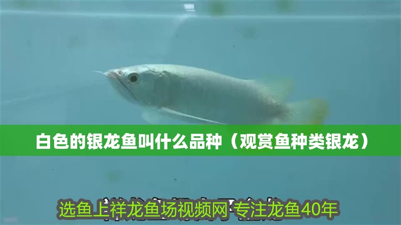 白色的銀龍魚叫什么品種（觀賞魚種類銀龍）