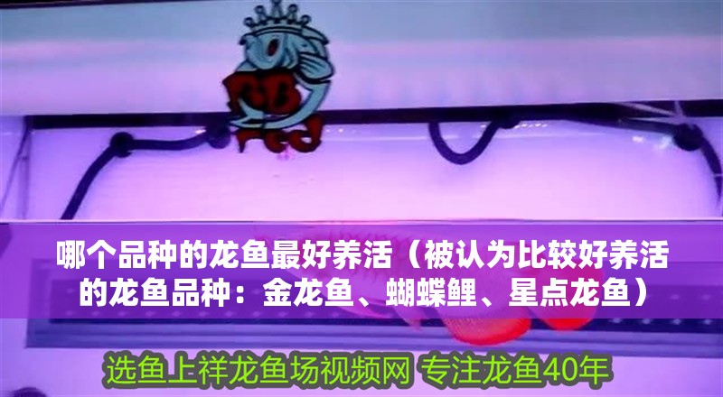 哪個品種的龍魚最好養(yǎng)活（被認為比較好養(yǎng)活的龍魚品種：金龍魚、蝴蝶鯉、星點龍魚）