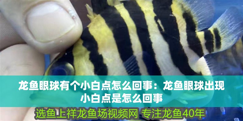 龍魚眼球有個小白點怎么回事：龍魚眼球出現小白點是怎么回事 龍魚眼球有個小白點怎么回事：龍魚眼球出現小白點是怎么回事 龍魚百科