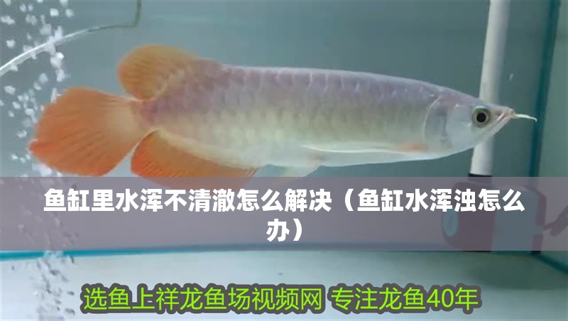 魚缸里水渾不清澈怎么解決（魚缸水渾濁怎么辦）