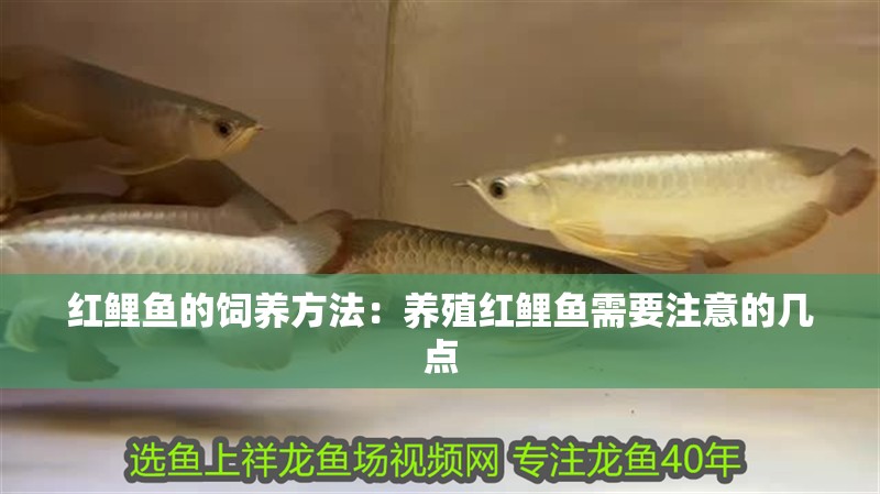 紅鯉魚的飼養(yǎng)方法：養(yǎng)殖紅鯉魚需要注意的幾點(diǎn) 紅鯉魚的飼養(yǎng)方法：養(yǎng)殖紅鯉魚需要注意的幾點(diǎn) 魚缸百科