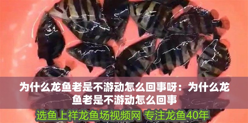 為什么龍魚老是不游動怎么回事呀：為什么龍魚老是不游動怎么回事