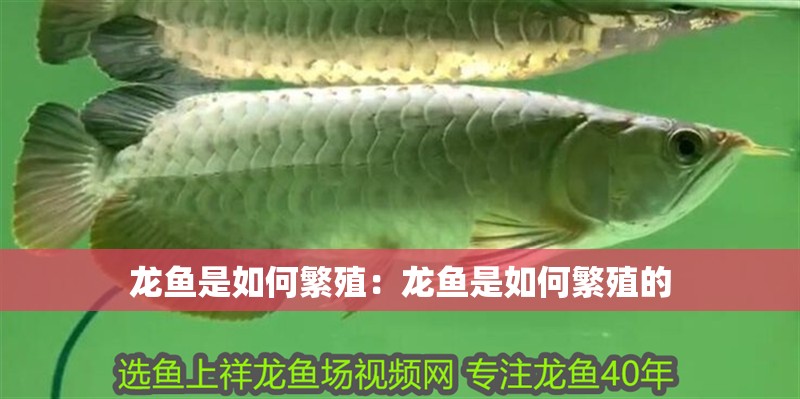 龍魚是如何繁殖：龍魚是如何繁殖的 龍魚是如何繁殖：龍魚是如何繁殖的 龍魚百科