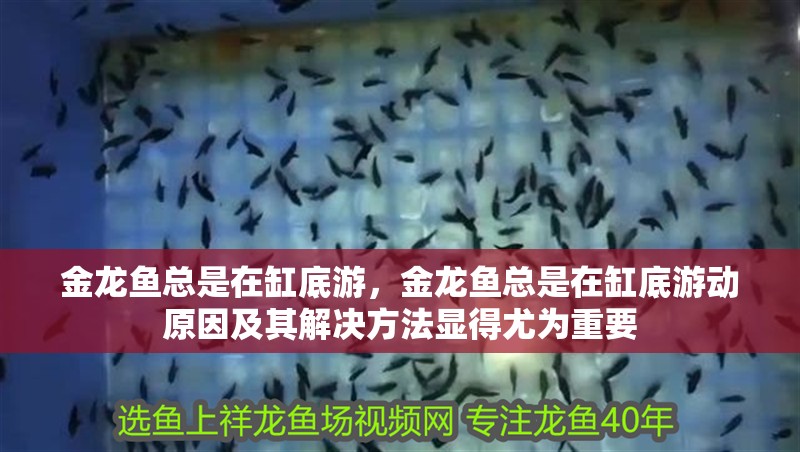 金龍魚總是在缸底游，金龍魚總是在缸底游動原因及其解決方法顯得尤為重要 金龍魚總是在缸底游，金龍魚總是在缸底游動原因及其解決方法顯得尤為重要 龍魚百科