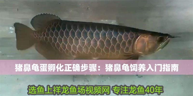 豬鼻龜蛋孵化正確步驟：豬鼻龜飼養入門指南