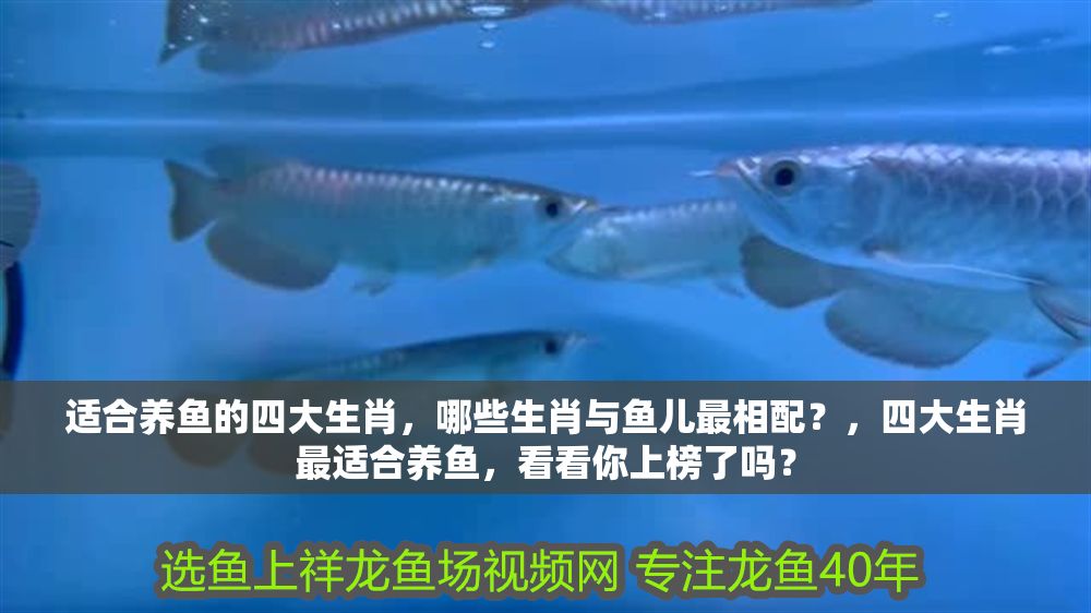 適合養魚的四大生肖，哪些生肖與魚兒最相配？，四大生肖最適合養魚，看看你上榜了嗎？