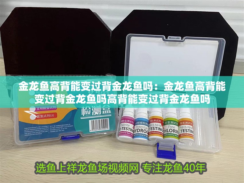 金龍魚高背能變過背金龍魚嗎：金龍魚高背能變過背金龍魚嗎高背能變過背金龍魚嗎