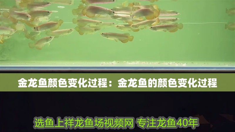 金龍魚顏色變化過程：金龍魚的顏色變化過程