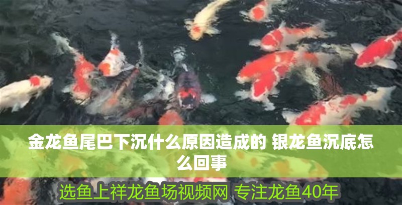 金龍魚尾巴下沉什么原因造成的 銀龍魚沉底怎么回事 金龍魚尾巴下沉什么原因造成的 銀龍魚沉底怎么回事 銀龍魚百科