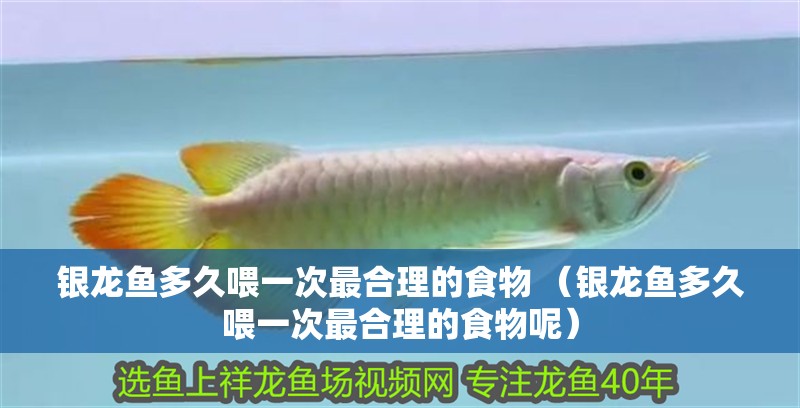銀龍魚多久喂一次最合理的食物 （銀龍魚多久喂一次最合理的食物呢）