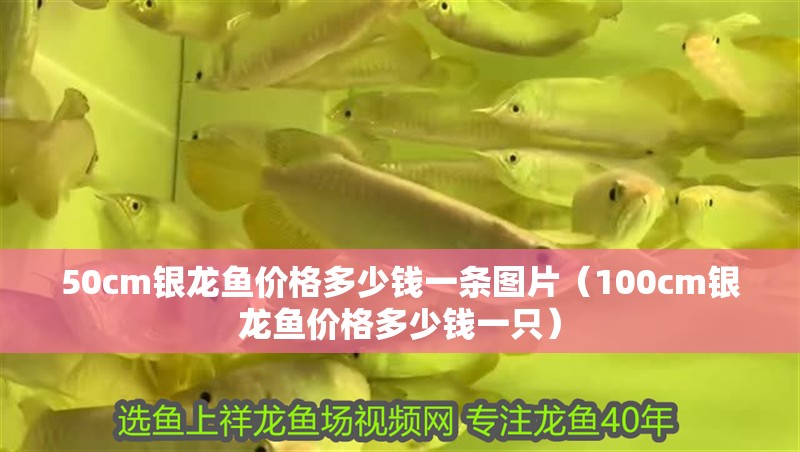 50cm銀龍魚價格多少錢一條圖片（100cm銀龍魚價格多少錢一只）