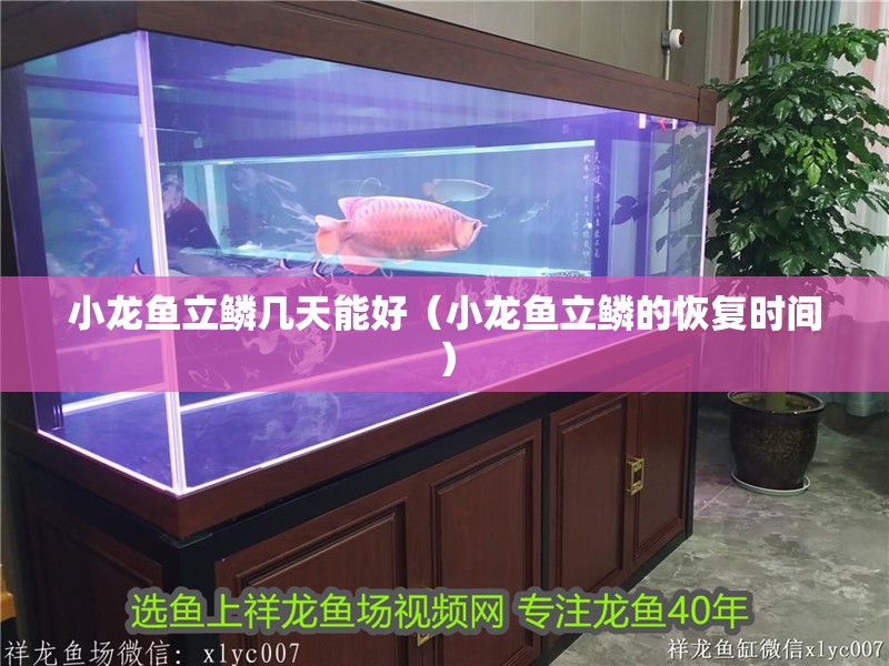小龍魚立鱗幾天能好（小龍魚立鱗的恢復時間）