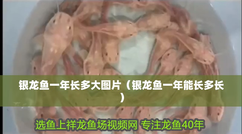銀龍魚一年長多大圖片（銀龍魚一年能長多長）