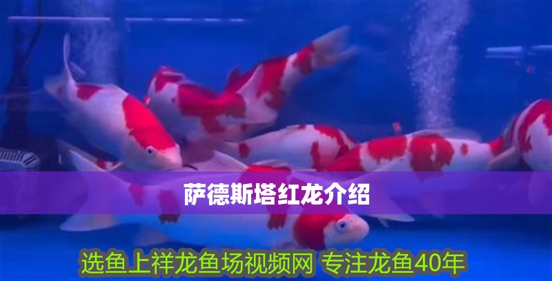 魚缸過濾器選購指南:自制魚缸過濾器魚缸上置過濾器對于養(yǎng)魚愛好者的必備知識 薩德斯塔紅龍介紹 龍魚論壇 薩德斯塔紅龍介紹 薩德斯塔紅龍介紹 龍魚論壇