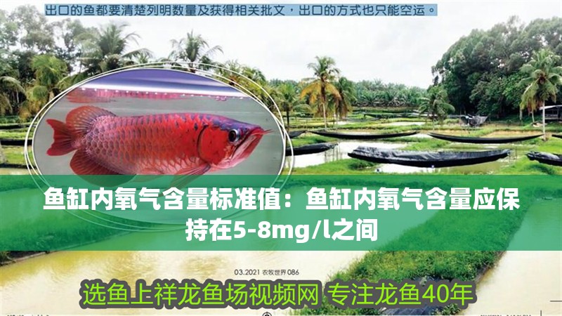 魚缸用增氧泵價(jià)格是多少:魚缸增氧機(jī)-xtrac增氧機(jī)-xtrac增氧機(jī) 魚缸內(nèi)氧氣含量標(biāo)準(zhǔn)值:魚缸內(nèi)氧氣含量應(yīng)保持在5-8mg/l之間 魚缸百科 魚缸內(nèi)氧氣含量標(biāo)準(zhǔn)值:魚缸內(nèi)氧氣含量應(yīng)保持在5-8mg/l之間 魚缸內(nèi)氧氣含量標(biāo)準(zhǔn)值:魚缸內(nèi)氧氣含量應(yīng)保持在5-8mg/l之間 魚缸百科