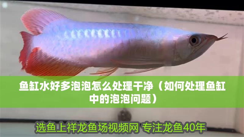 魚缸水好多泡泡怎么處理干凈（如何處理魚缸中的泡泡問題）
