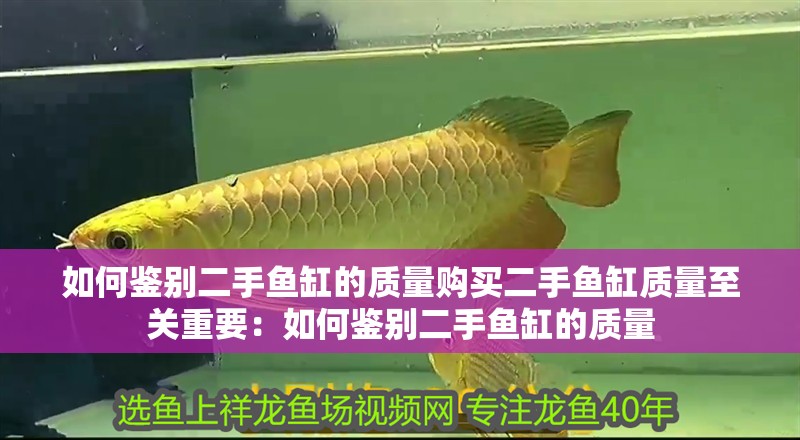 鸚鵡魚和銀龍魚混養(yǎng)怎樣喂食 如何鑒別二手魚缸的質(zhì)量購買二手魚缸質(zhì)量至關(guān)重要:如何鑒別二手魚缸的質(zhì)量 魚缸百科 如何鑒別二手魚缸的質(zhì)量購買二手魚缸質(zhì)量至關(guān)重要:如何鑒別二手魚缸的質(zhì)量 如何鑒別二手魚缸的質(zhì)量購買二手魚缸質(zhì)量至關(guān)重要:如何鑒別二手魚缸的質(zhì)量 魚缸百科