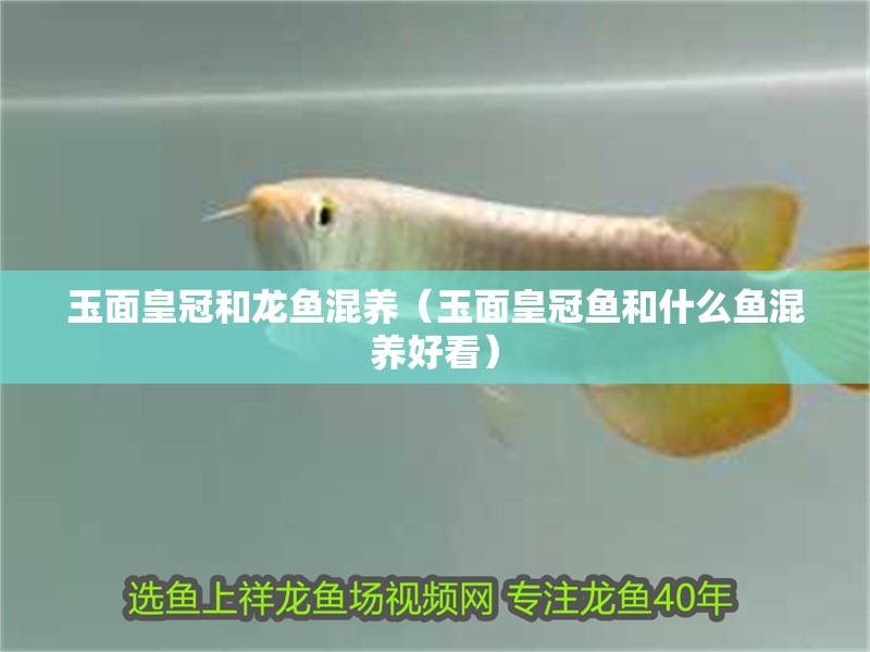玉面皇冠和龍魚混養(yǎng)（玉面皇冠魚和什么魚混養(yǎng)好看）