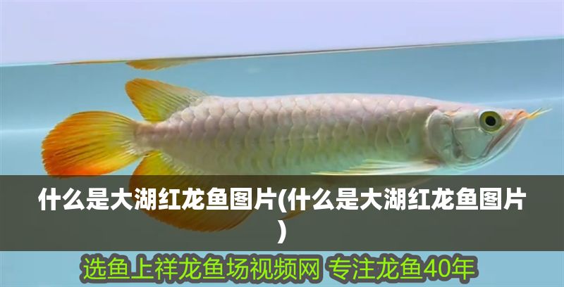 什么是大湖紅龍魚圖片(什么是大湖紅龍魚圖片)