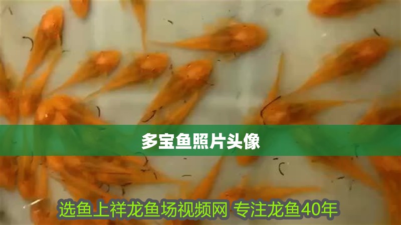 多寶魚照片頭像