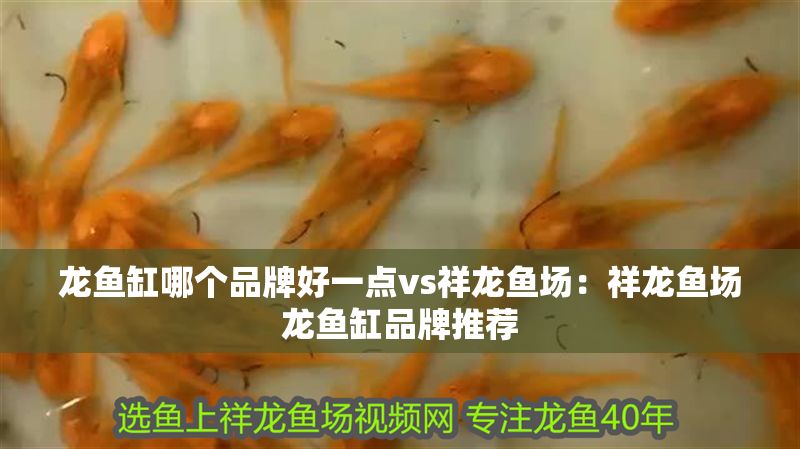 龍魚缸哪個品牌好一點vs祥龍魚場：祥龍魚場龍魚缸品牌推薦