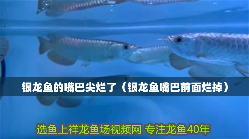 銀龍魚(yú)的嘴巴尖爛了（銀龍魚(yú)嘴巴前面爛掉）