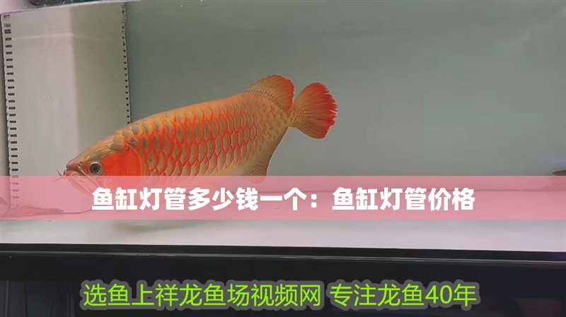 魚缸燈管多少錢一個：魚缸燈管價格