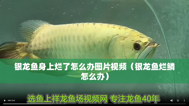 銀龍魚身上爛了怎么辦圖片視頻（銀龍魚爛鱗怎么辦） 銀龍魚身上爛了怎么辦圖片視頻（銀龍魚爛鱗怎么辦） 銀龍魚百科