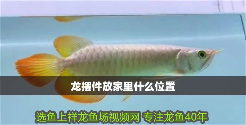 龍擺件放家里什么位置 龍擺件放家里什么位置 龍魚論壇