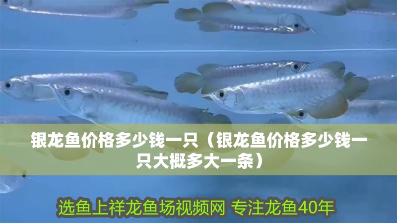 銀龍魚價格多少錢一只（銀龍魚價格多少錢一只大概多大一條）