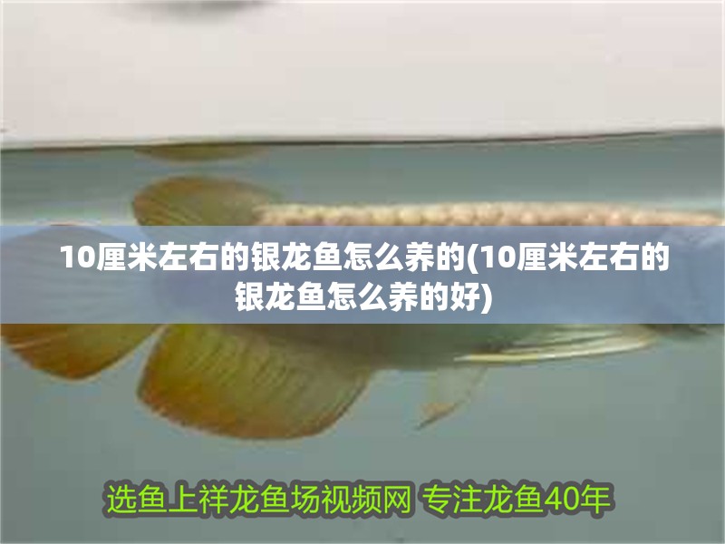 10厘米左右的銀龍魚怎么養的(10厘米左右的銀龍魚怎么養的好) 10厘米左右的銀龍魚怎么養的(10厘米左右的銀龍魚怎么養的好) 銀龍魚百科