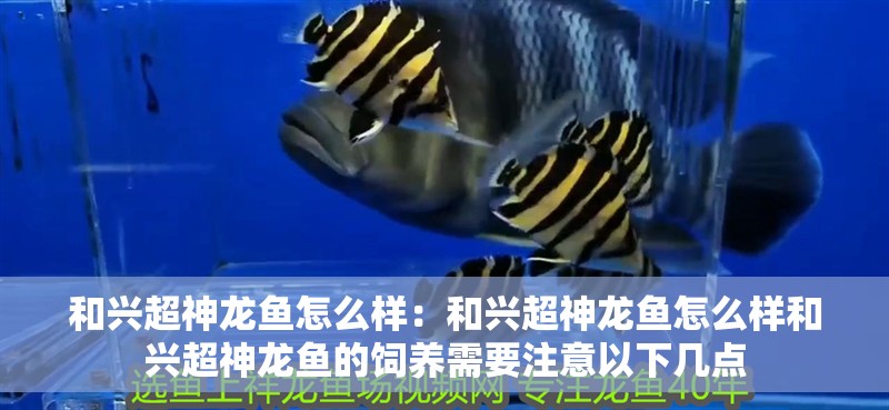 和興超神龍魚怎么樣：和興超神龍魚怎么樣和興超神龍魚的飼養(yǎng)需要注意以下幾點(diǎn)