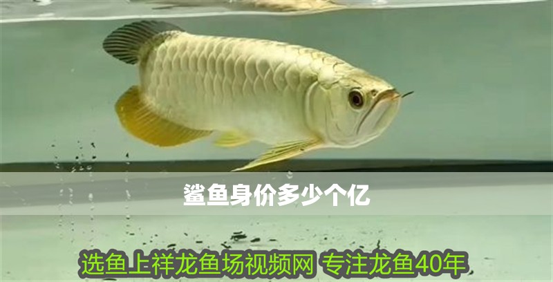 鯊魚身價多少個億 鯊魚身價多少個億 龍魚論壇